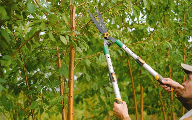 Tree trimming in Bridgeport, OR